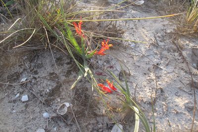 Babiana hirsuta, photographed by James Deacon
