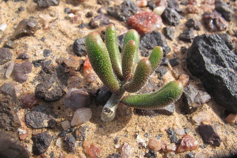 Tylecodon pygmaeus, photographed by James Deacon