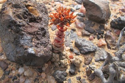 Crassula columnaris, photographed by James Deacon