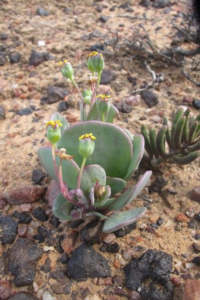 Othonna intermedia, photographed by James Deacon