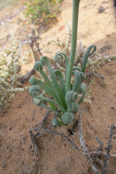 Albuca namaquensis, photographed by James Deacon
