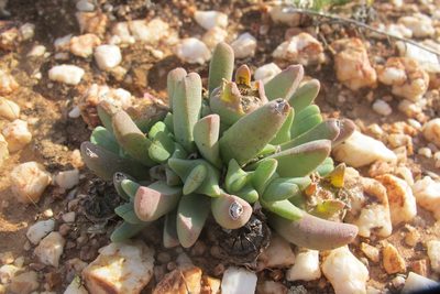 Cheiridopsis namaquensis, photographed by James Deacon
