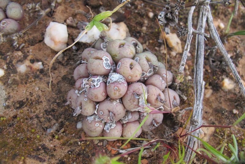 Conophytum uviforme, photographed by James Deacon