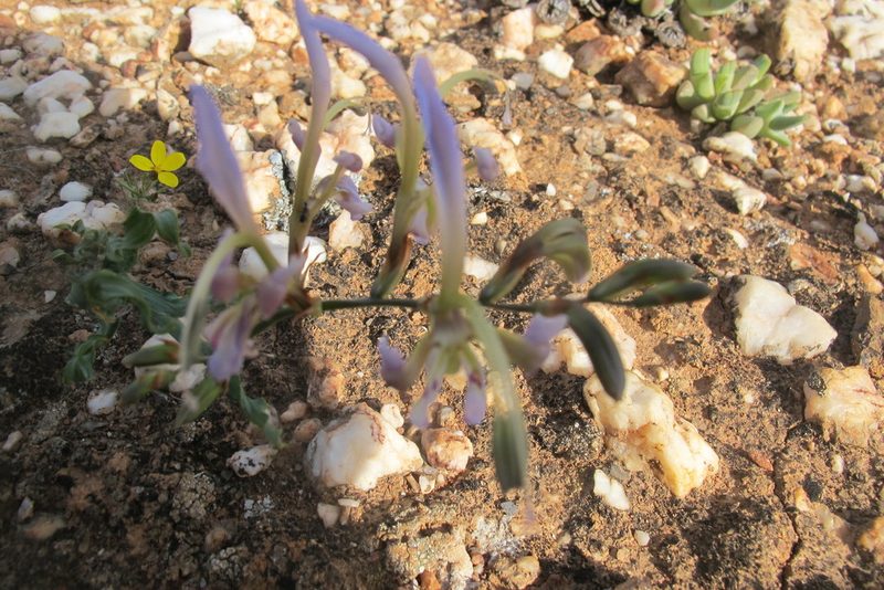 Babiana sinuata, photographed by James Deacon