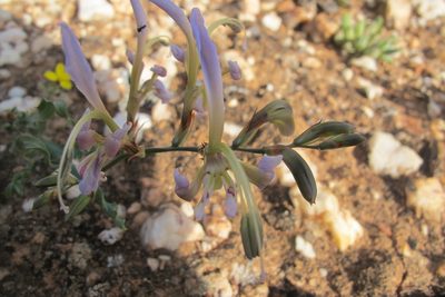 Babiana sinuata, photographed by James Deacon