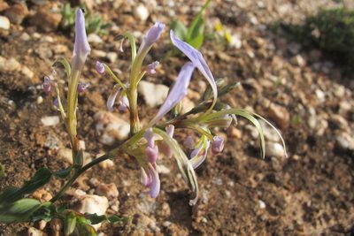 Babiana sinuata, photographed by James Deacon