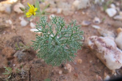 Eriospermum paradoxum, photographed by James Deacon