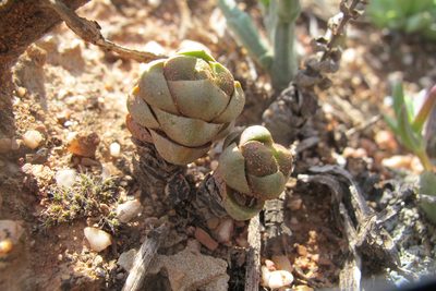 Crassula columnaris, photographed by James Deacon
