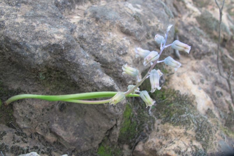 Lachenalia bolusii, photographed by James Deacon