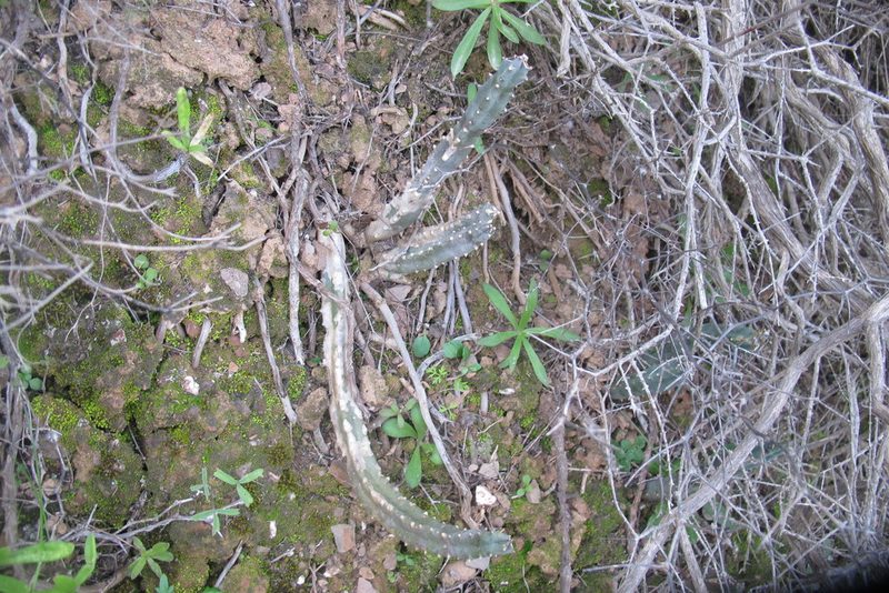 Tromotriche revoluta, photographed by James Deacon