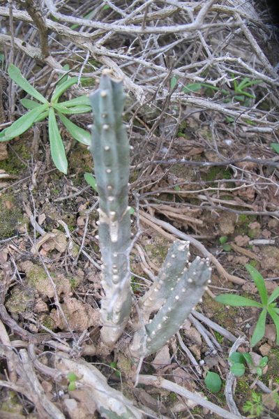 Tromotriche revoluta, photographed by James Deacon