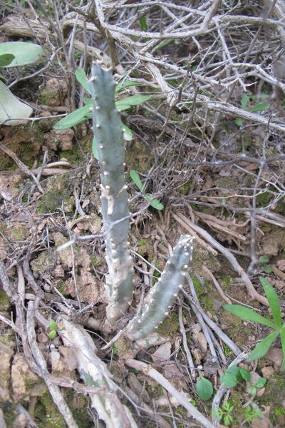 Tromotriche revoluta, photographed by James Deacon