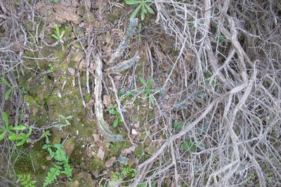 Tromotriche revoluta, photographed by James Deacon
