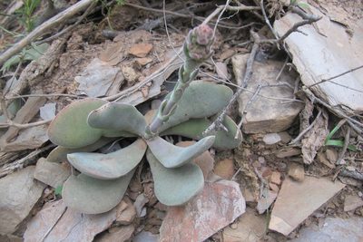 Crassula cotyledonis, photographed by James Deacon