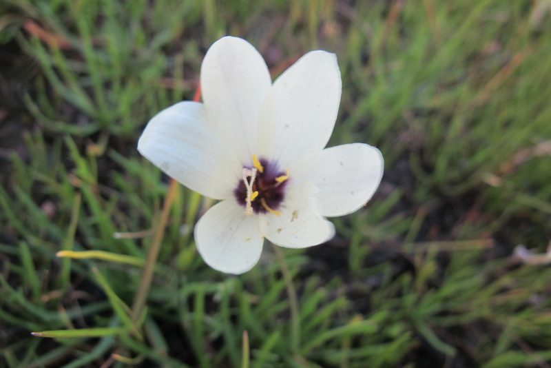 Geissorhiza purpureolutea, photographed by James Deacon