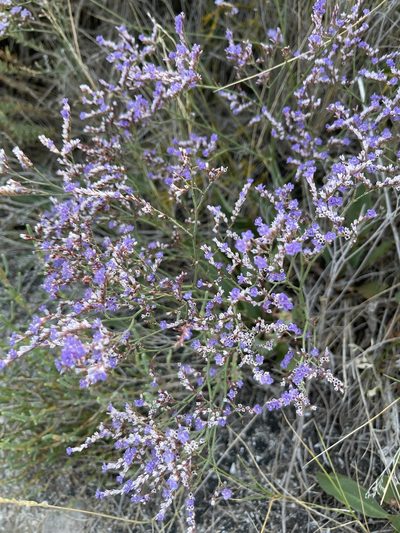 Limonium narbonense, photographed by Nicolas Durand