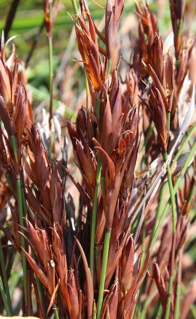 Platycaulos major, photographed by Tony Rebelo