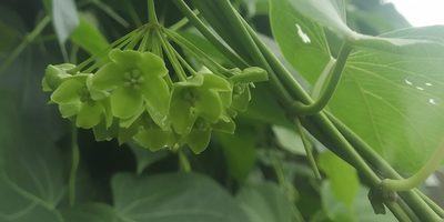 Stephanotis volubilis, photographed by S.MORE