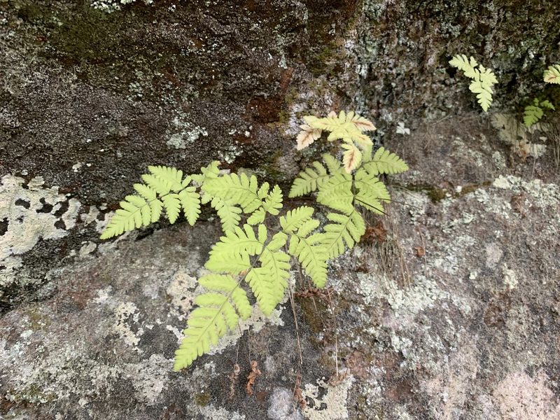 Gymnocarpium continentale, photographed by Reuven Martin