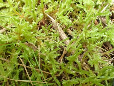 Calliergonella lindbergii, photographed by Roger Rittmaster