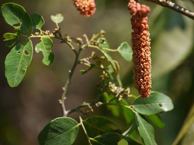 Scleropyrum pentandrum, photographed by Dinesh Valke