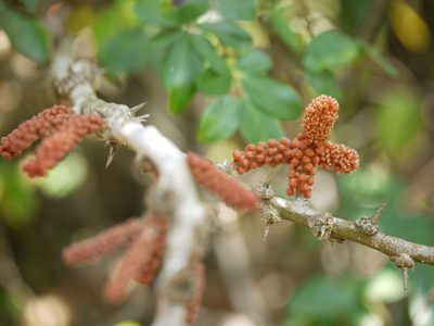 Scleropyrum pentandrum, photographed by Dinesh Valke