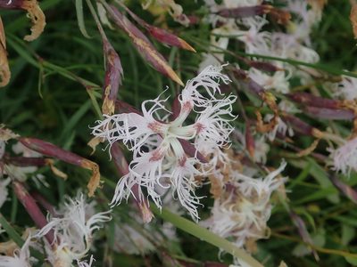 Dianthus superbus, photographed by Dr. Guido Bohne