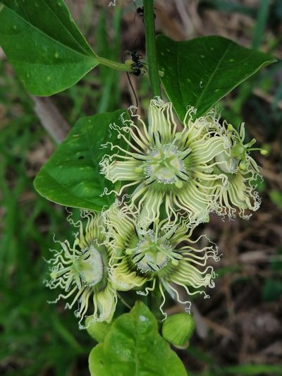 Passiflora auriculata, photographed by Kozue Kawakami
