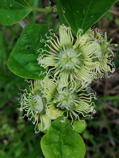 Passiflora auriculata, photographed by Kozue Kawakami