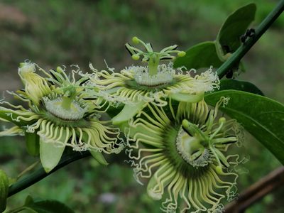 Passiflora auriculata, photographed by Kozue Kawakami