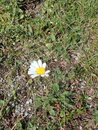 Leucanthemum adustum, photographed by Dr. Guido Bohne