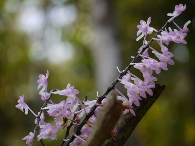 Aerides ringens, photographed by Dinesh Valke