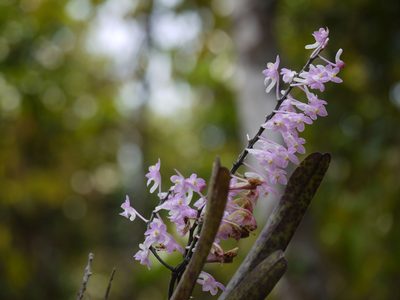 Aerides ringens, photographed by Dinesh Valke