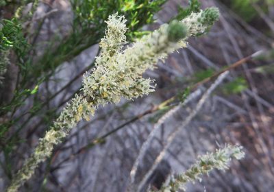 Polpoda capensis, photographed by linkie