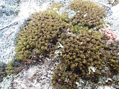 Bryomyces phyllanthus, photographed by Roger Rittmaster