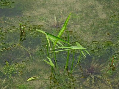 Sagittaria trifolia, photographed by Jacy Chen