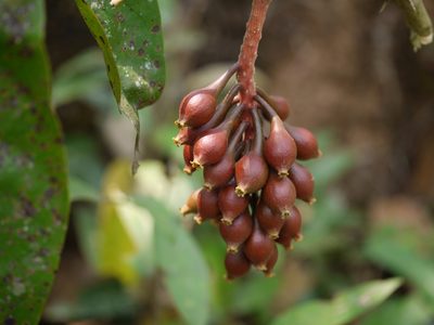 Scleropyrum pentandrum, photographed by Dinesh Valke
