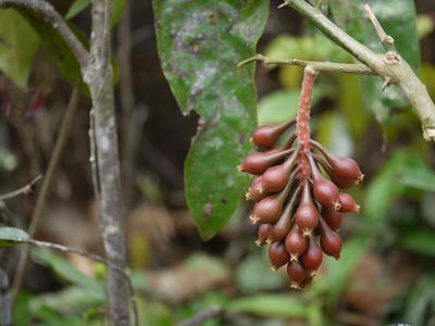 Scleropyrum pentandrum, photographed by Dinesh Valke
