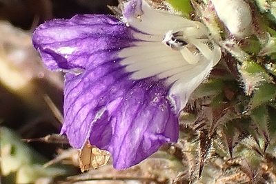 Acanthopsis dispermoides, photographed by Di Turner