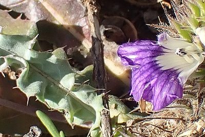 Acanthopsis dispermoides, photographed by Di Turner