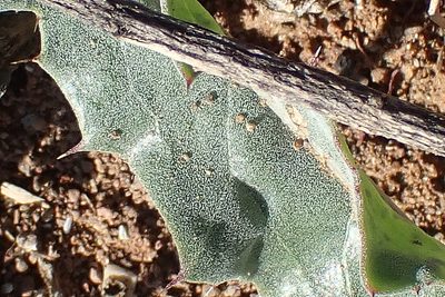 Acanthopsis dispermoides, photographed by Di Turner