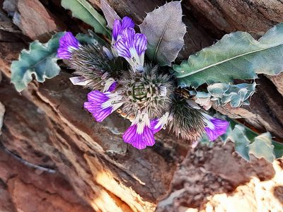 Acanthopsis dispermoides, photographed by Di Turner