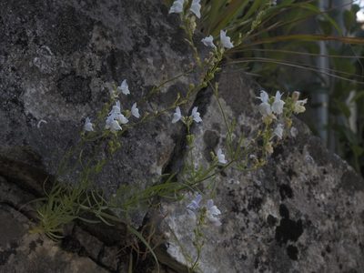 Linaria repens, photographed by Pierrette Nyssen