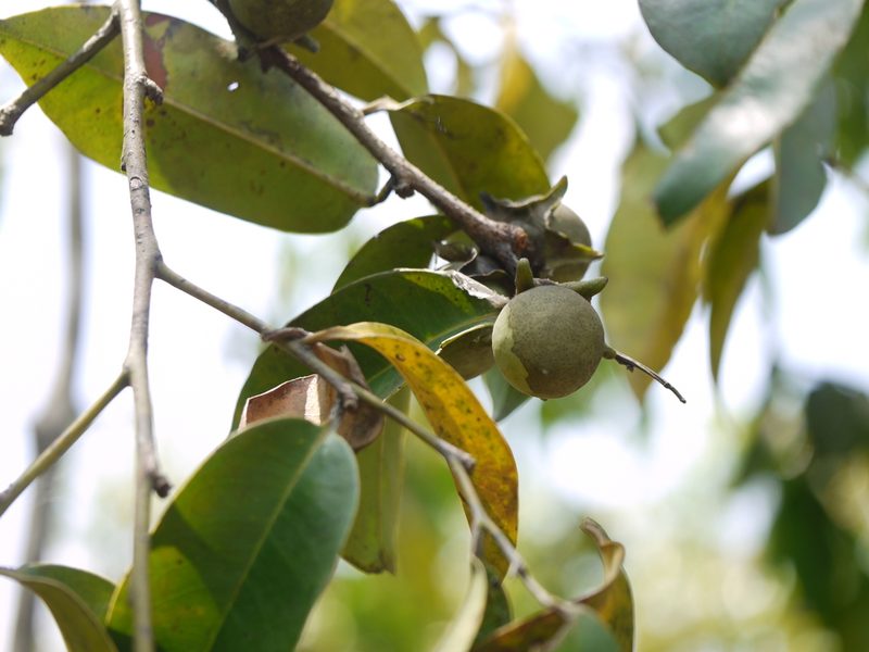 Diospyros candolleana, photographed by Dinesh Valke