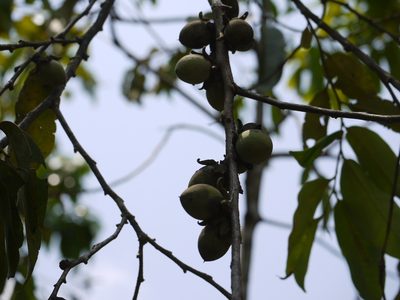 Diospyros candolleana, photographed by Dinesh Valke