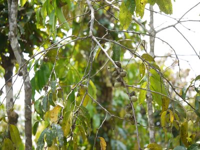 Diospyros candolleana, photographed by Dinesh Valke