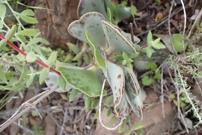 Adromischus triflorus, photographed by Di Turner