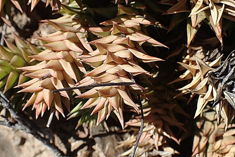 Astroloba spirella, photographed by Di Turner