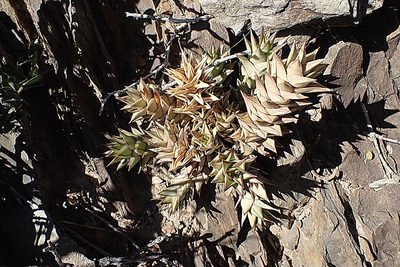 Astroloba spirella, photographed by Di Turner
