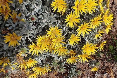 Berkheya cuneata, photographed by Di Turner
